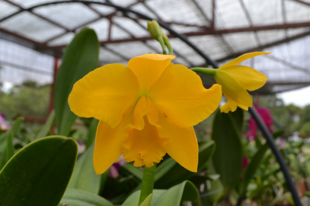 Foto: ORQUIDEAS DE COSTA RICA - Alajuela, Costa Rica