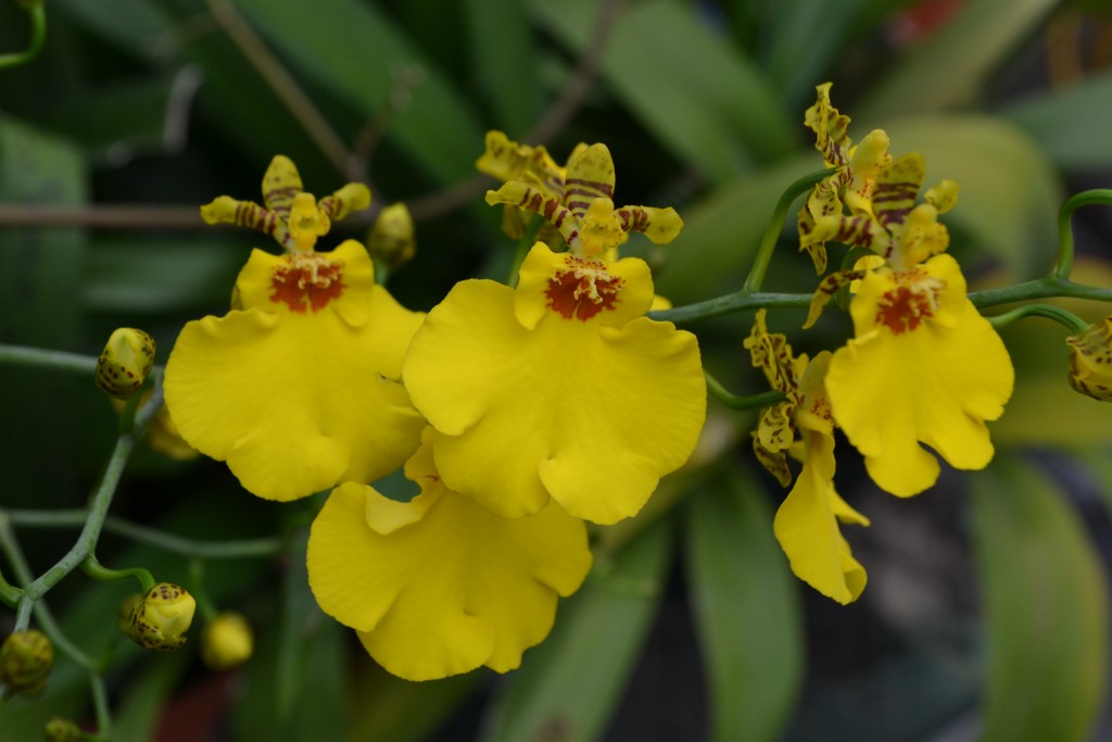 Foto: ORQUIDEAS DE COSTA RICA - Alajuela, Costa Rica
