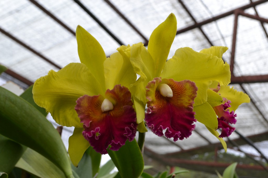 Foto: ORQUIDEAS DE COSTA RICA - Alajuela, Costa Rica