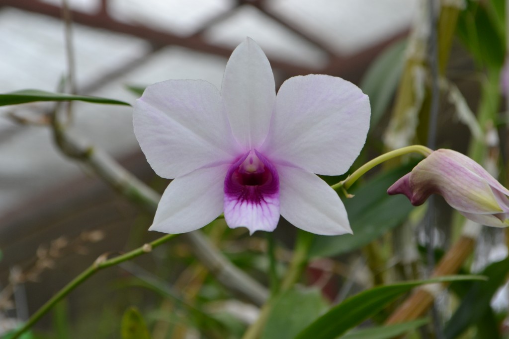 Foto: ORQUIDEAS DE COSTA RICA - Alajuela, Costa Rica