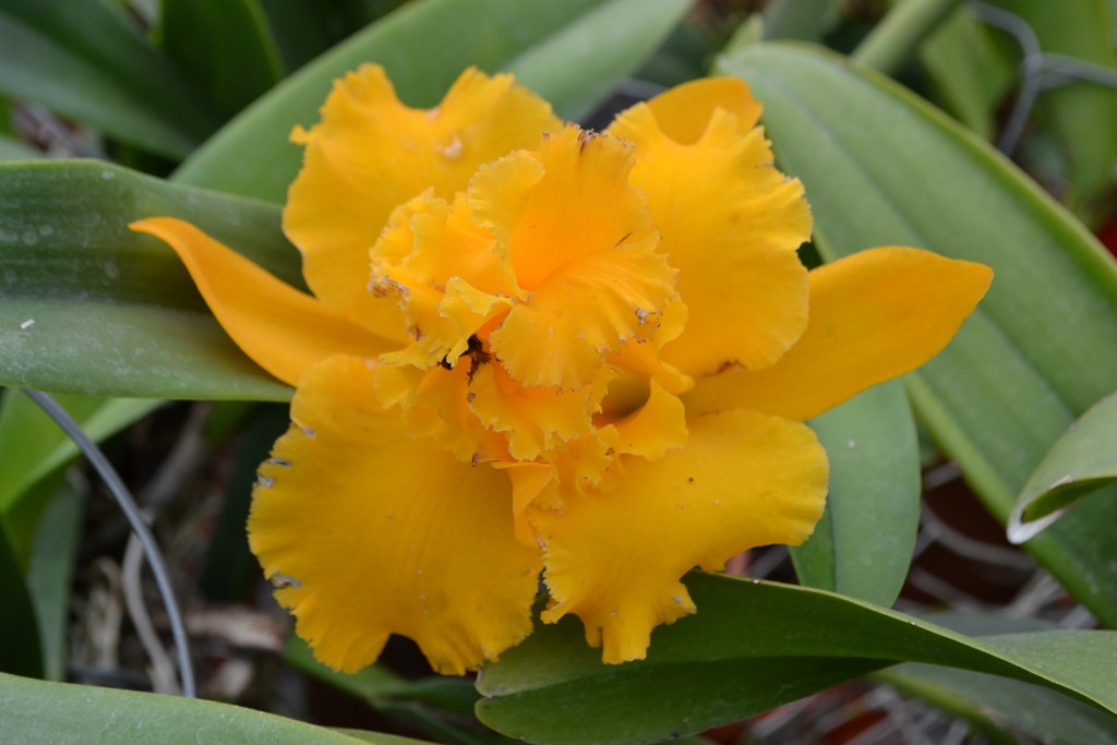 Foto: ORQUIDEAS DE COSTA RICA - Alajuela, Costa Rica