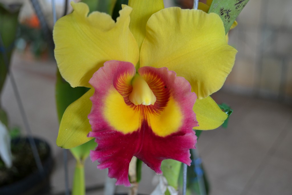 Foto: ORQUIDEAS DE COSTA RICA - Alajuela, Costa Rica