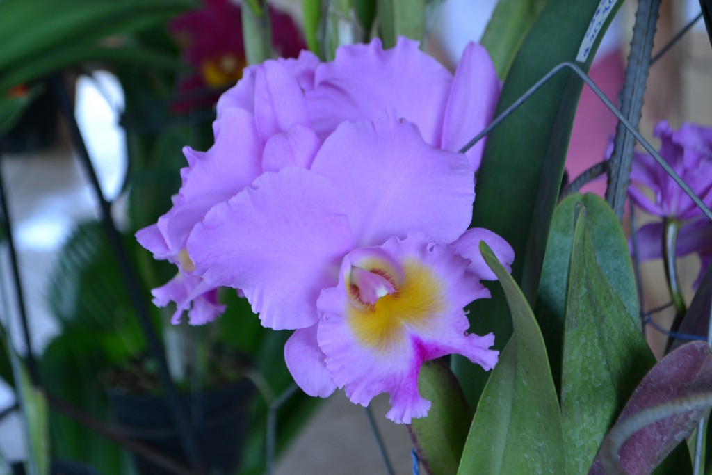 Foto: ORQUIDEAS DE COSTA RICA - Alajuela, Costa Rica