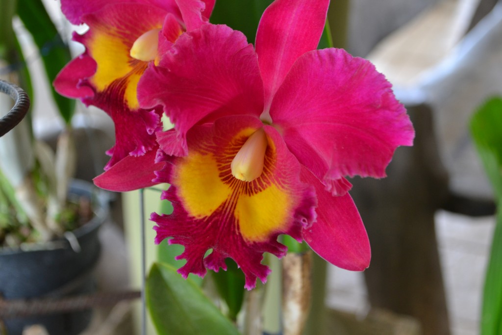 Foto: ORQUIDEAS DE COSTA RICA - Alajuela, Costa Rica