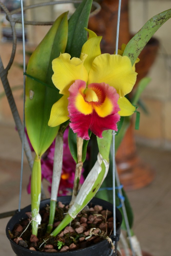 Foto: ORQUIDEAS DE COSTA RICA - Alajuela, Costa Rica