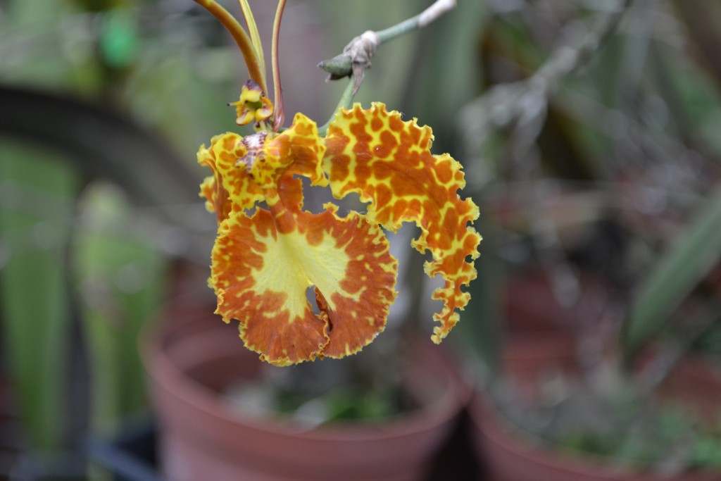 Foto: ORQUIDEAS DE COSTA RICA - Alajuela, Costa Rica