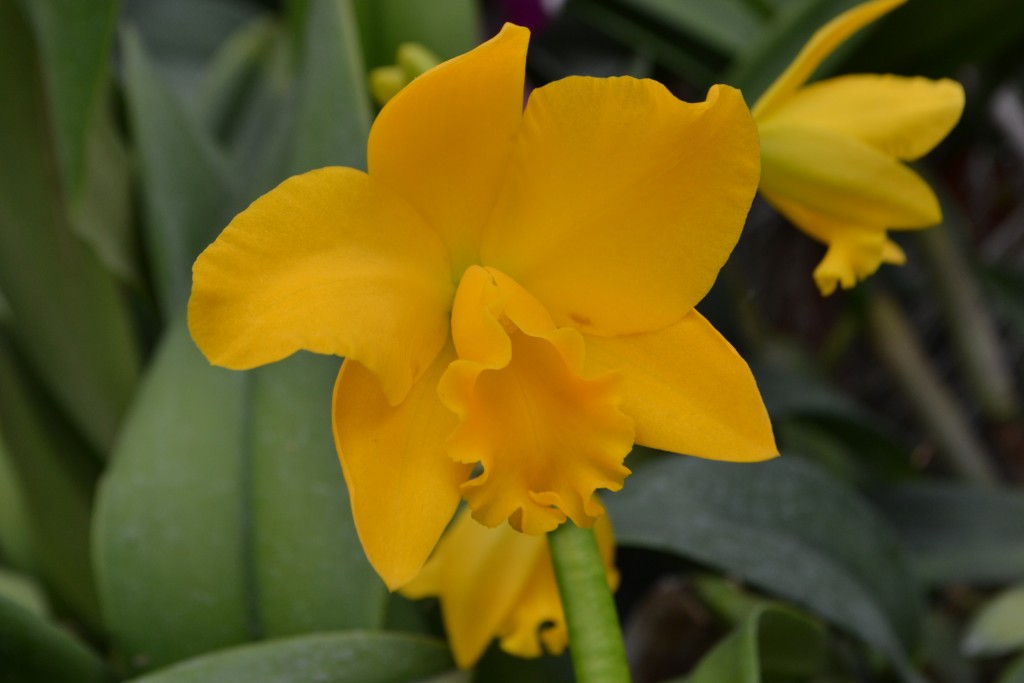 Foto: ORQUIDEAS DE COSTA RICA - Alajuela, Costa Rica