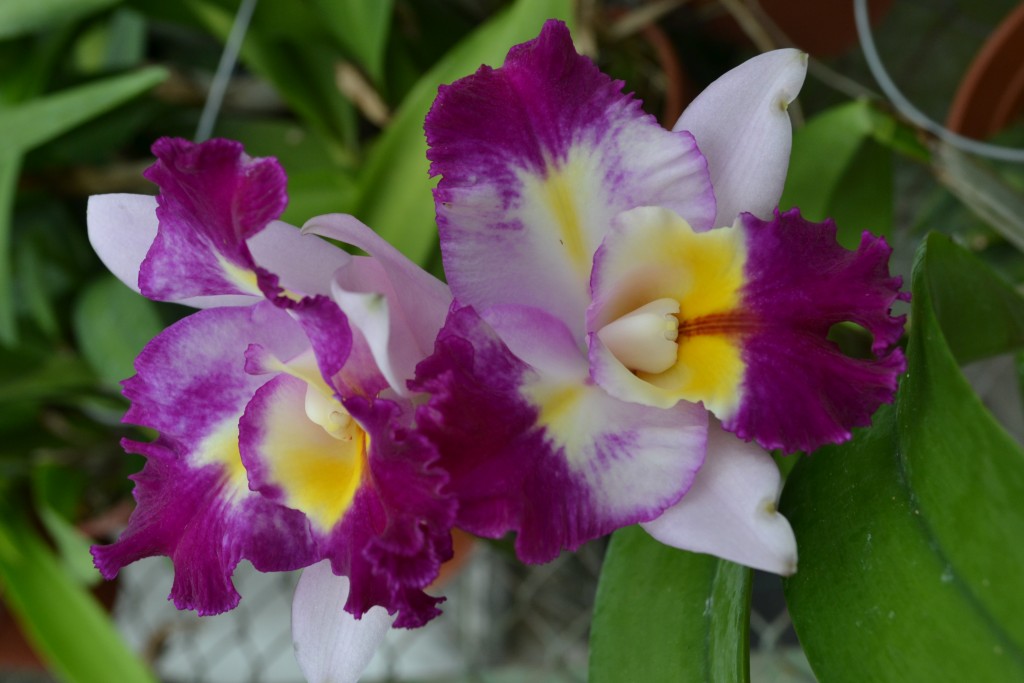 Foto: ORQUIDEAS DE COSTA RICA - Alajuela, Costa Rica