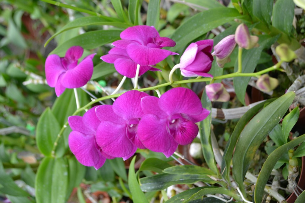 Foto: ORQUIDEAS DE COSTA RICA - Alajuela, Costa Rica