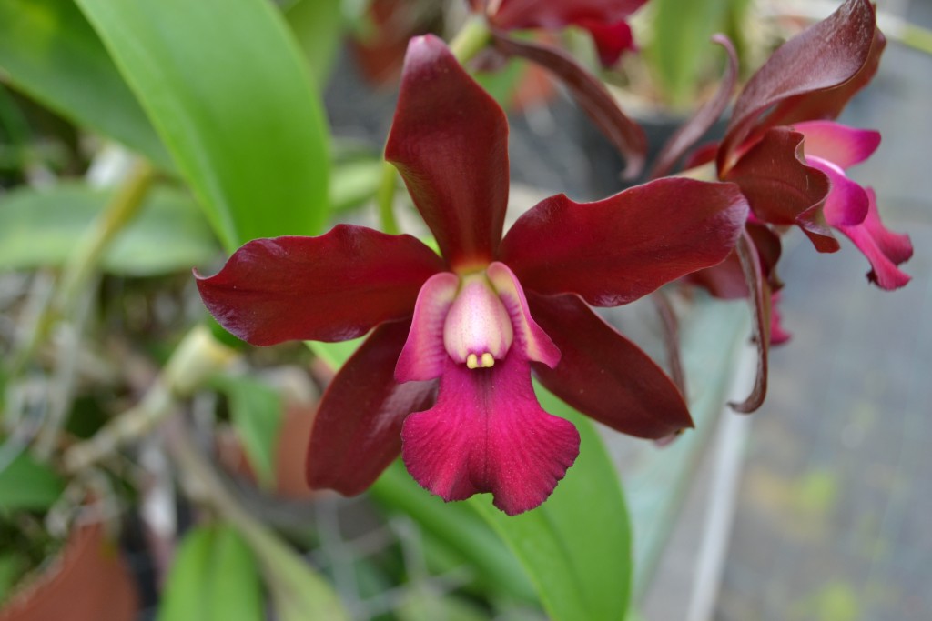 Foto: ORQUIDEAS DE COSTA RICA - Alajuela, Costa Rica