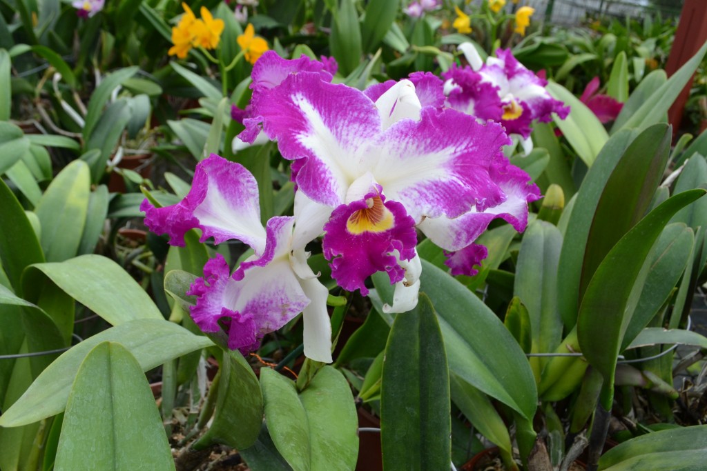 Foto: ORQUIDEAS DE COSTA RICA - Alajuela, Costa Rica