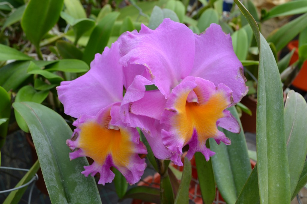 Foto: ORQUIDEAS DE COSTA RICA - Alajuela, Costa Rica