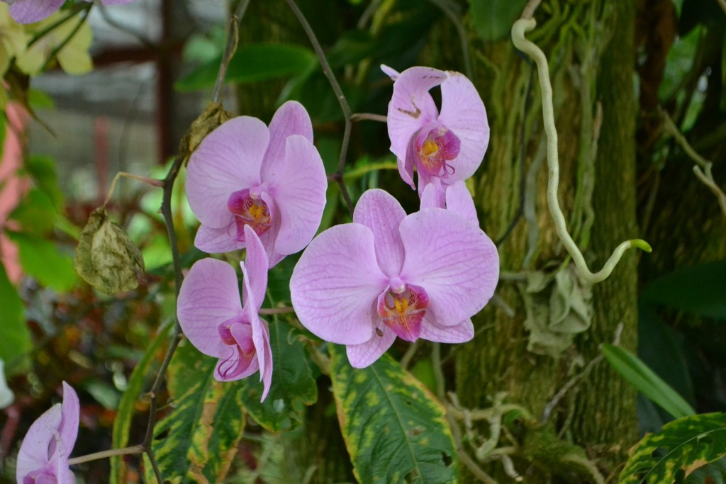 Foto: ORQUIDEAS DE COSTA RICA - Alajuela, Costa Rica