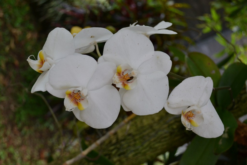 Foto: ORQUIDEAS DE COSTA RICA - Alajuela, Costa Rica