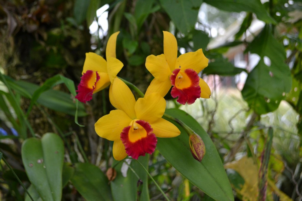 Foto: ORQUIDEAS DE COSTA RICA - Alajuela, Costa Rica
