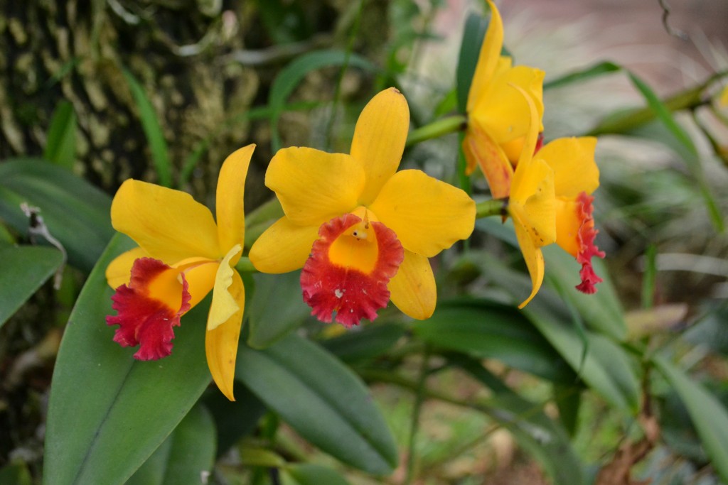 Foto: ORQUIDEAS DE COSTA RICA - Alajuela, Costa Rica