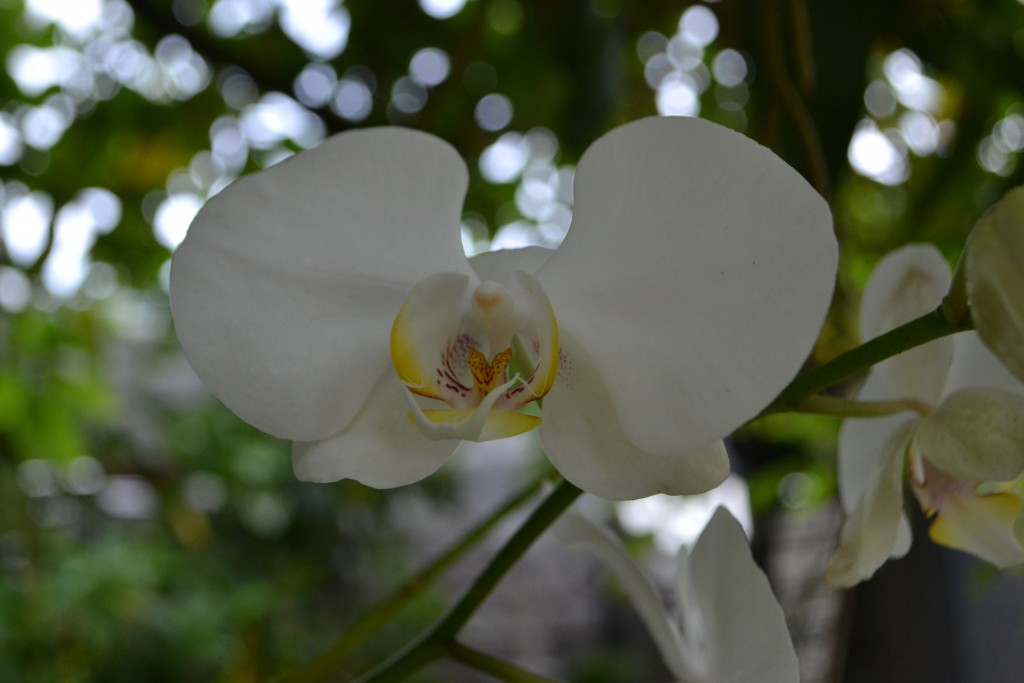Foto: ORQUIDEAS DE COSTA RICA - Alajuela, Costa Rica