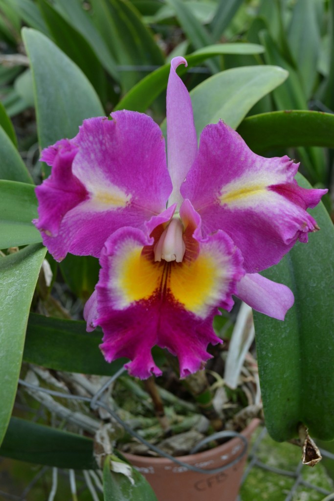 Foto: ORQUIDEAS DE COSTA RICA - Alajuela, Costa Rica