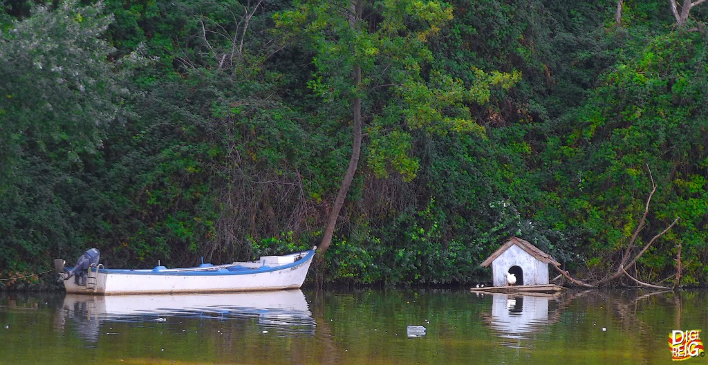Foto: Río Pisuerga. - Valladolid (Castilla y León), España