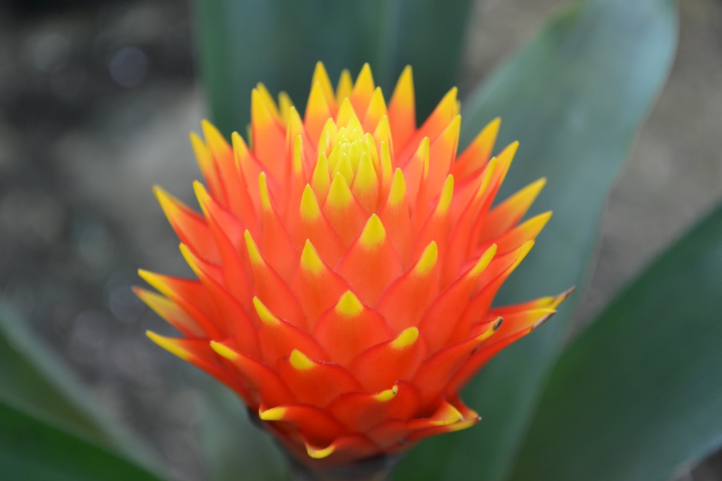 Foto de La Garita (Alajuela), Costa Rica