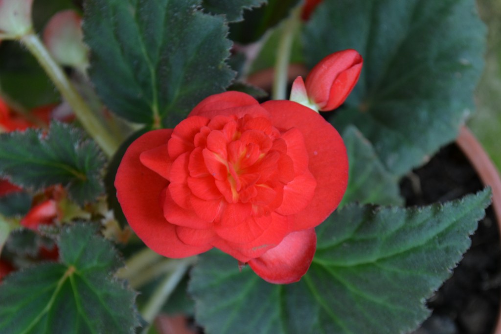 Foto de La Garita (Alajuela), Costa Rica