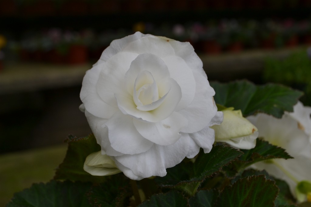 Foto de La Garita (Alajuela), Costa Rica