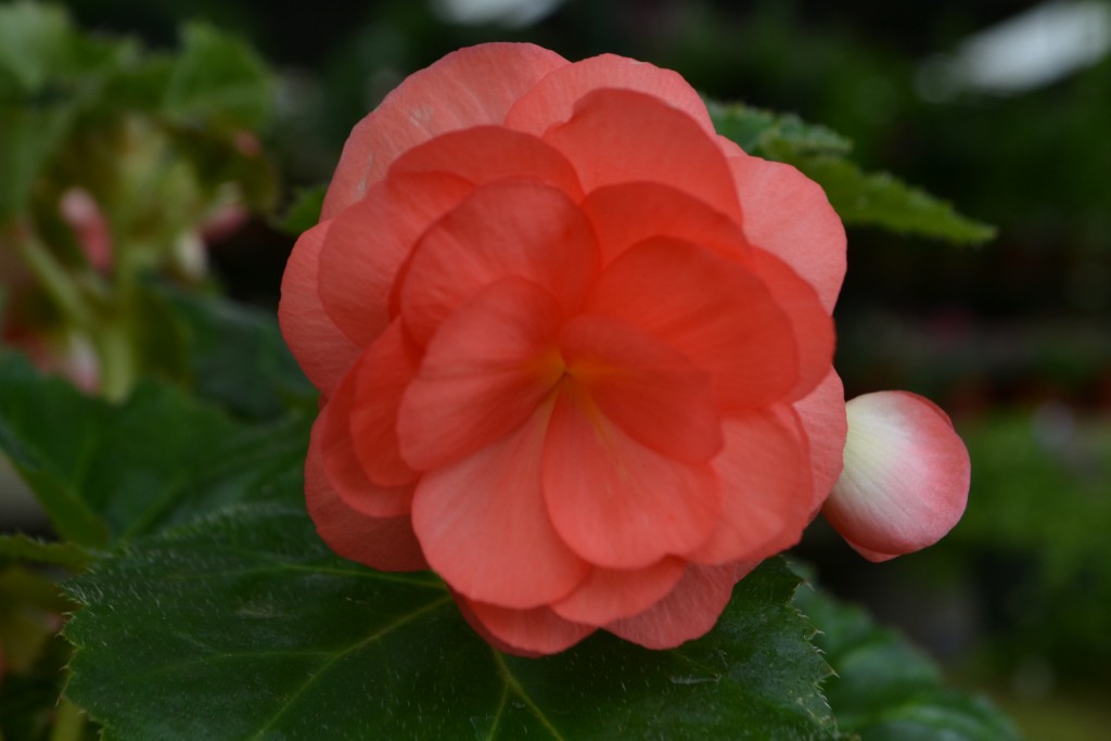 Foto de La Garita (Alajuela), Costa Rica