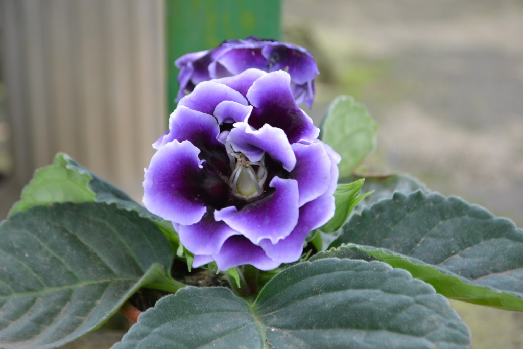 Foto de La Garita (Alajuela), Costa Rica