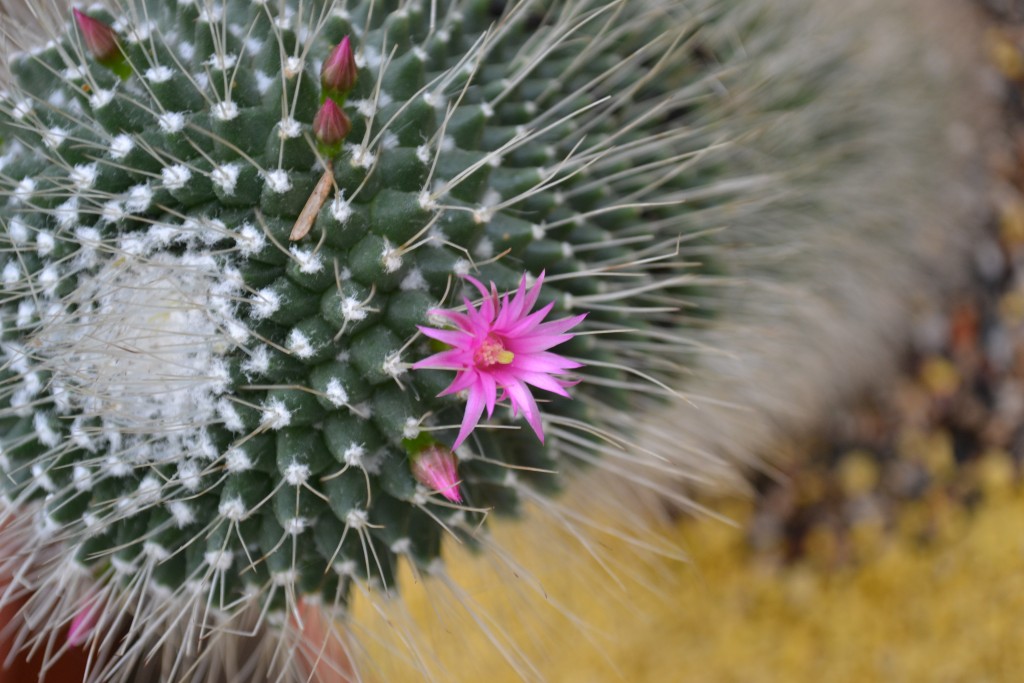Foto de La Garita (Alajuela), Costa Rica