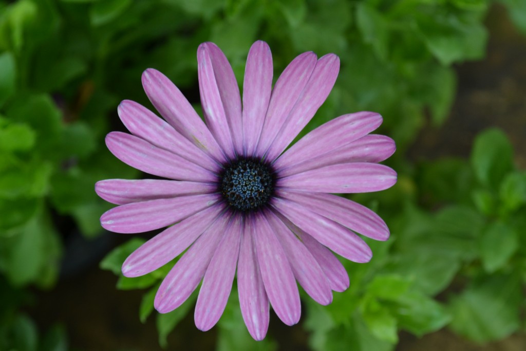 Foto de La Garita (Alajuela), Costa Rica