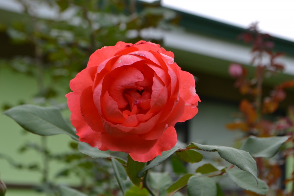 Foto de La Garita (Alajuela), Costa Rica