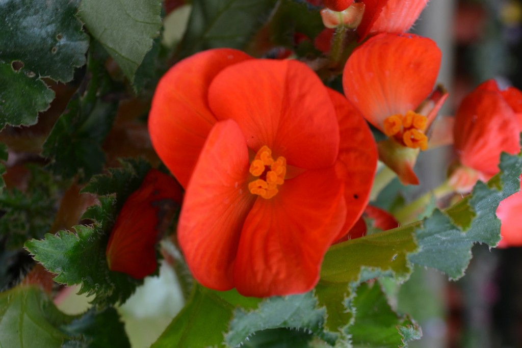 Foto de La Garita (Alajuela), Costa Rica