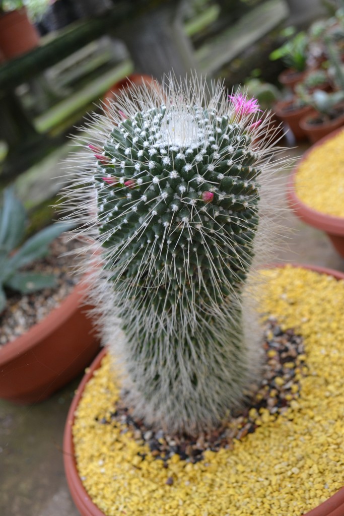 Foto de La Garita (Alajuela), Costa Rica