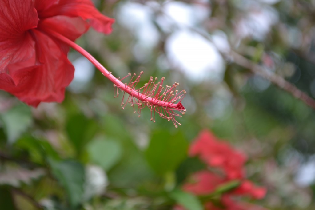 Foto de La Garita (Alajuela), Costa Rica