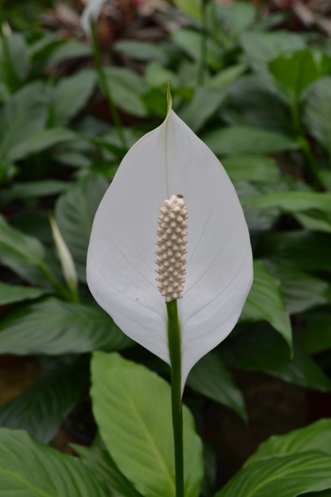 Foto de La Garita (Alajuela), Costa Rica