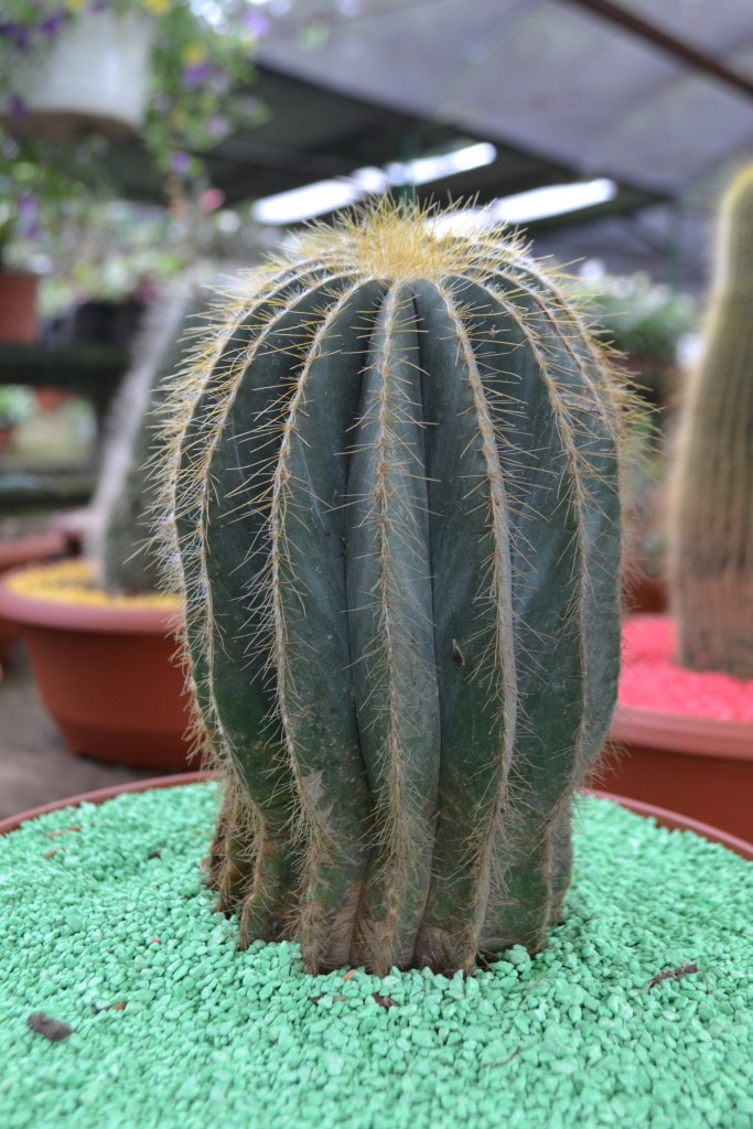 Foto de La Garita (Alajuela), Costa Rica