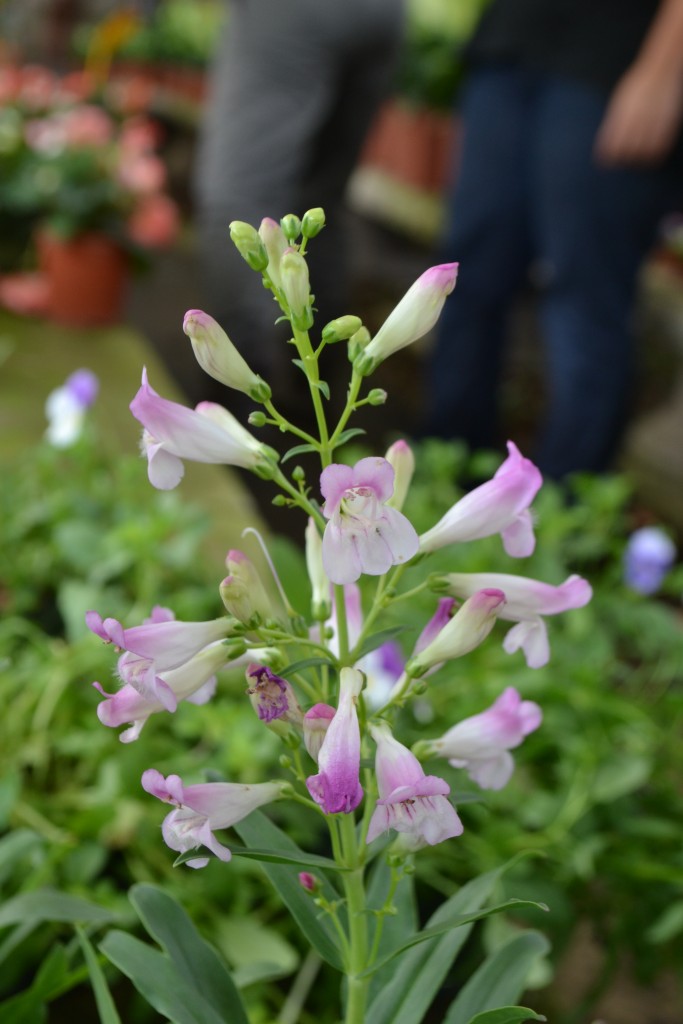Foto de La Garita (Alajuela), Costa Rica