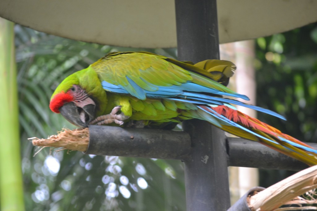 Foto de La Garita (Alajuela), Costa Rica