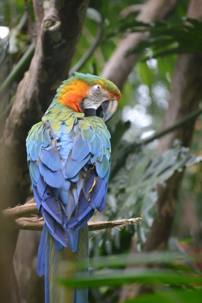 Foto de La Garita (Alajuela), Costa Rica