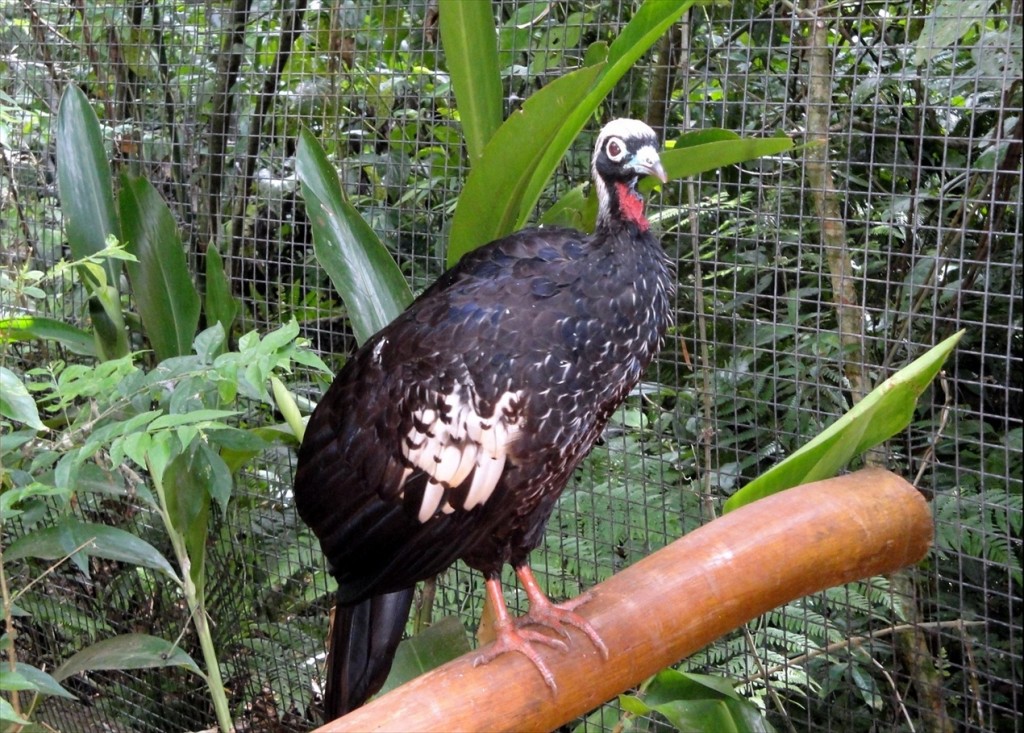Foto: Parque das Aves - Foz do Iguaçú (Paraná), Brasil