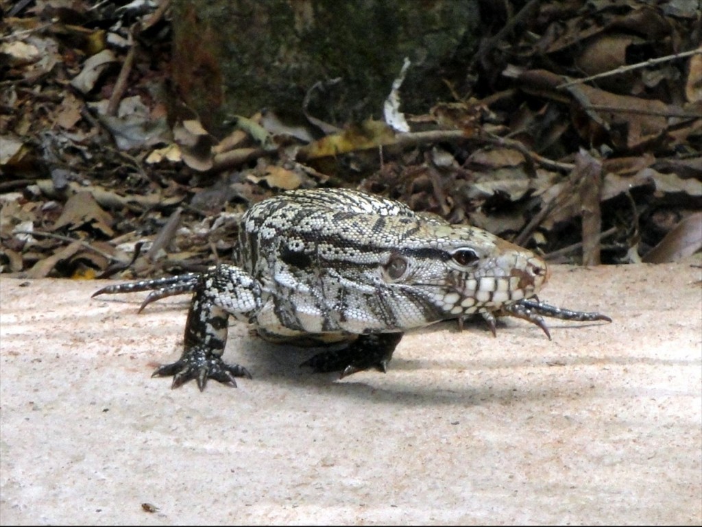 Foto: Parque das Aves - Foz do Iguaçú (Paraná), Brasil