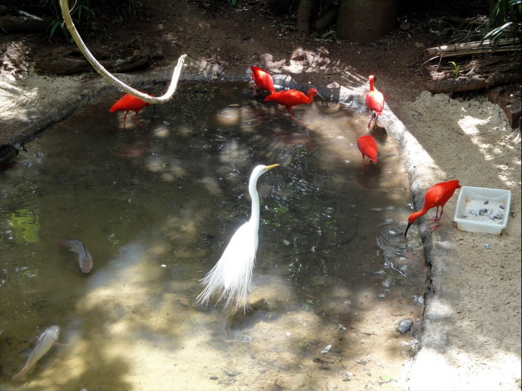Foto: Parque das Aves - Foz do Iguaçú (Paraná), Brasil