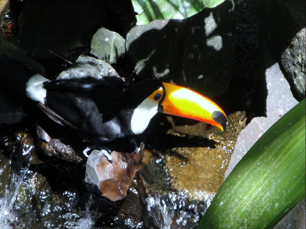 Foto: Parque das Aves - Foz do Iguaçú (Paraná), Brasil