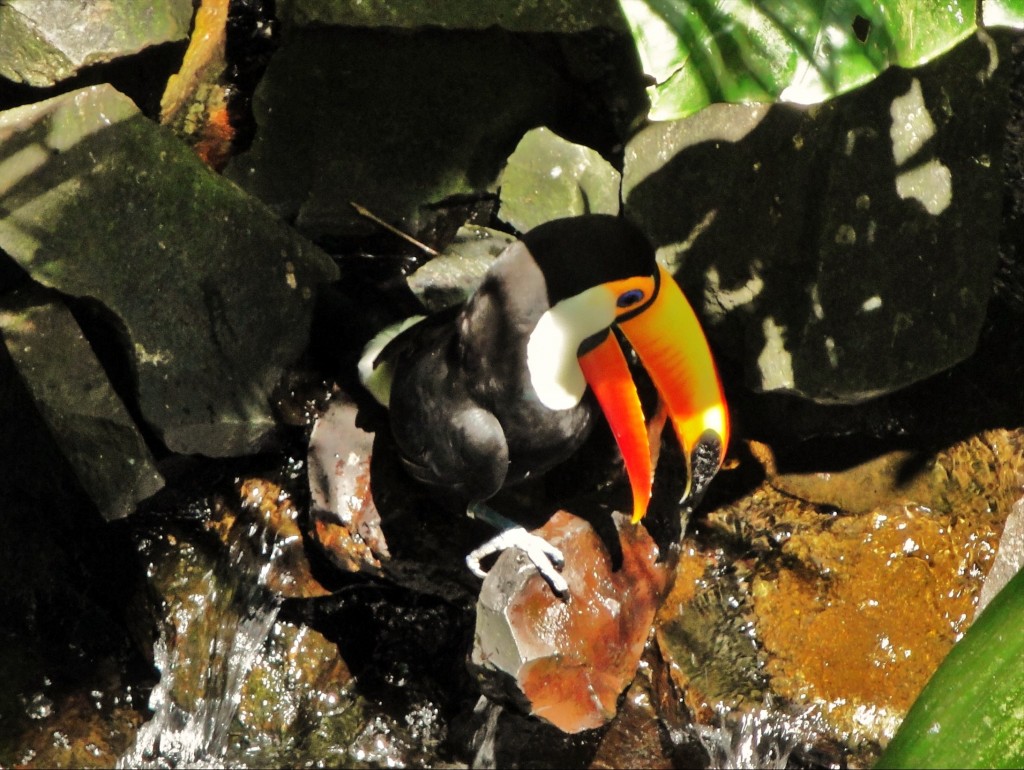 Foto: Parque das Aves - Foz do Iguaçú (Paraná), Brasil
