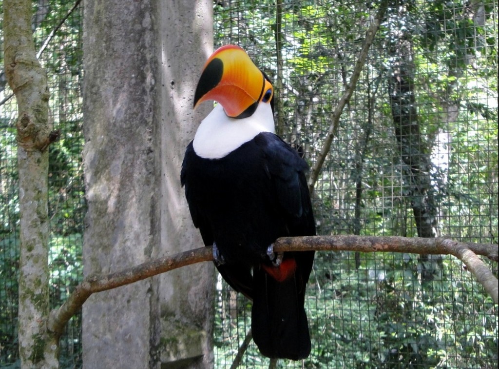 Foto: Parque das Aves - Foz do Iguaçú (Paraná), Brasil