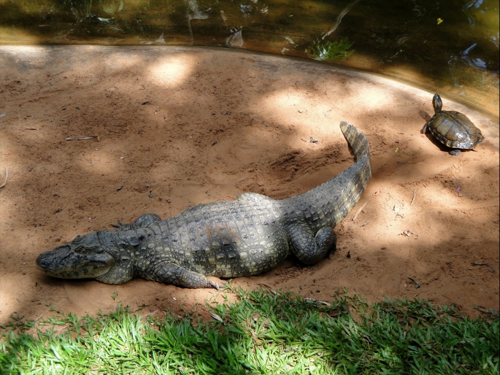 Foto: Parque das Aves - Foz do Iguaçú (Paraná), Brasil