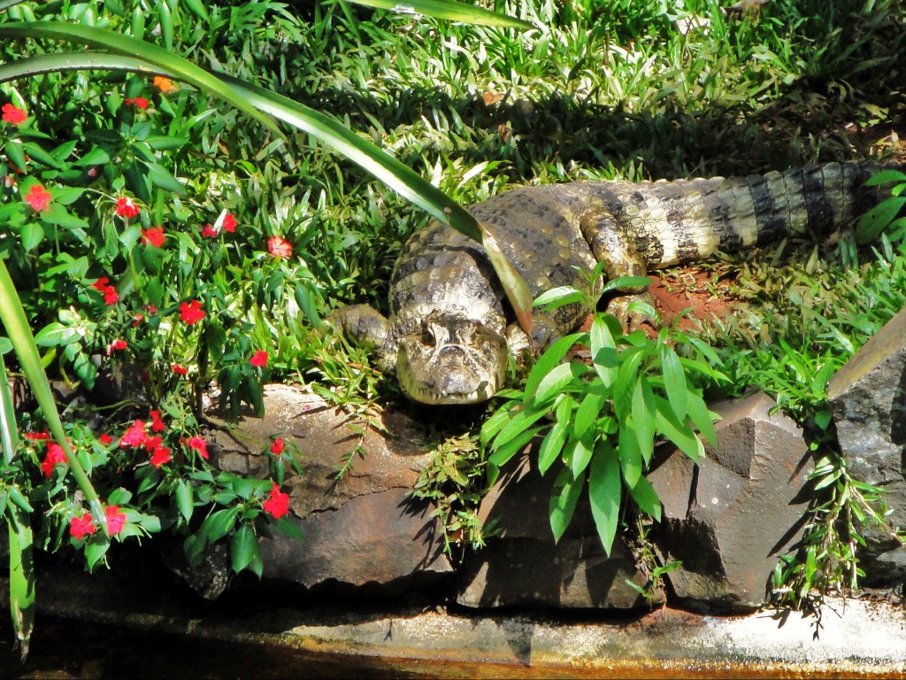 Foto: Parque das Aves - Foz do Iguaçú (Paraná), Brasil