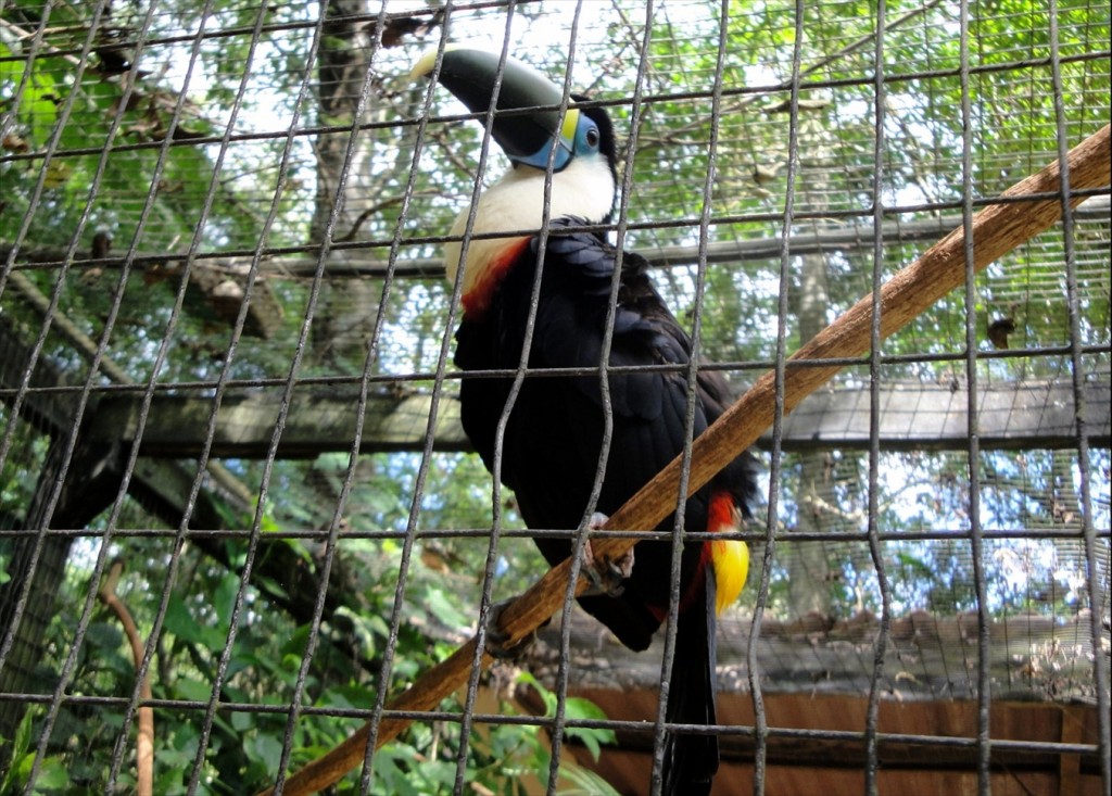 Foto: Parque das Aves - Foz do Iguaçú (Paraná), Brasil