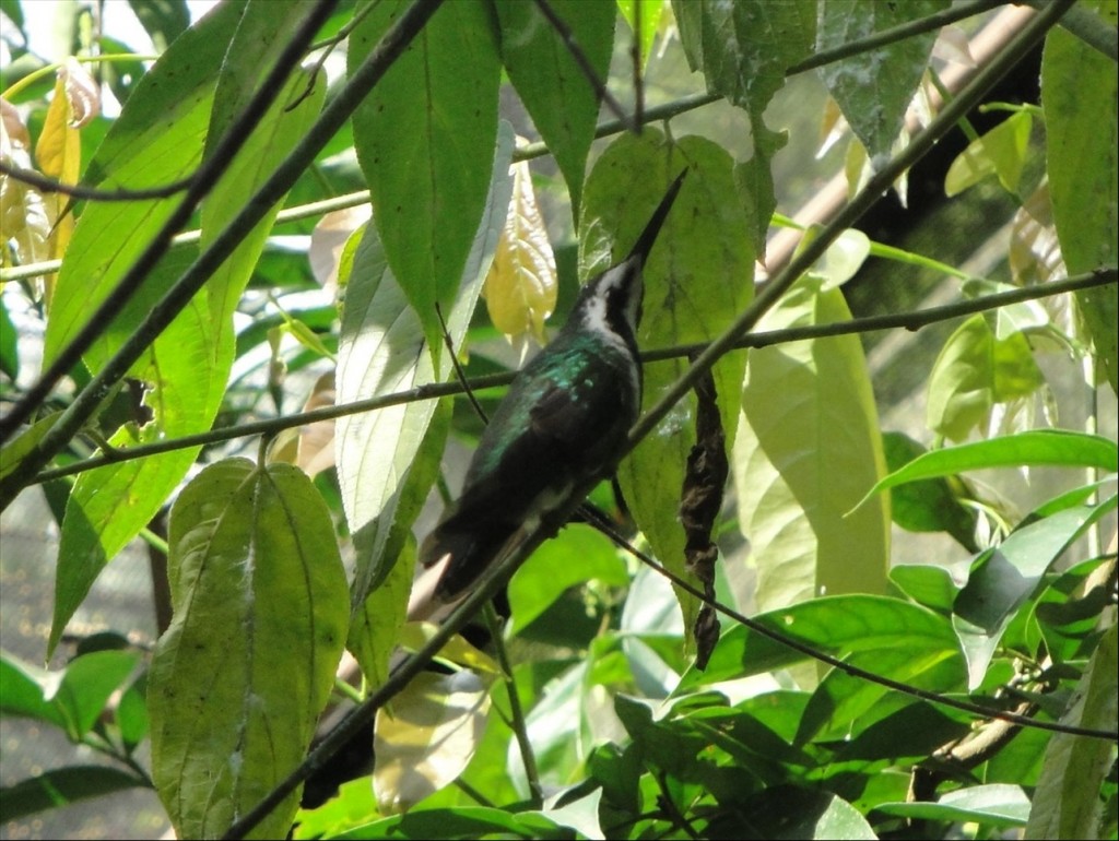 Foto: Parque das Aves - Foz do Iguaçú (Paraná), Brasil