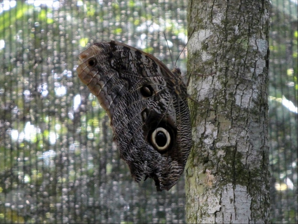 Foto: Parque das Aves - Foz do Iguaçú (Paraná), Brasil
